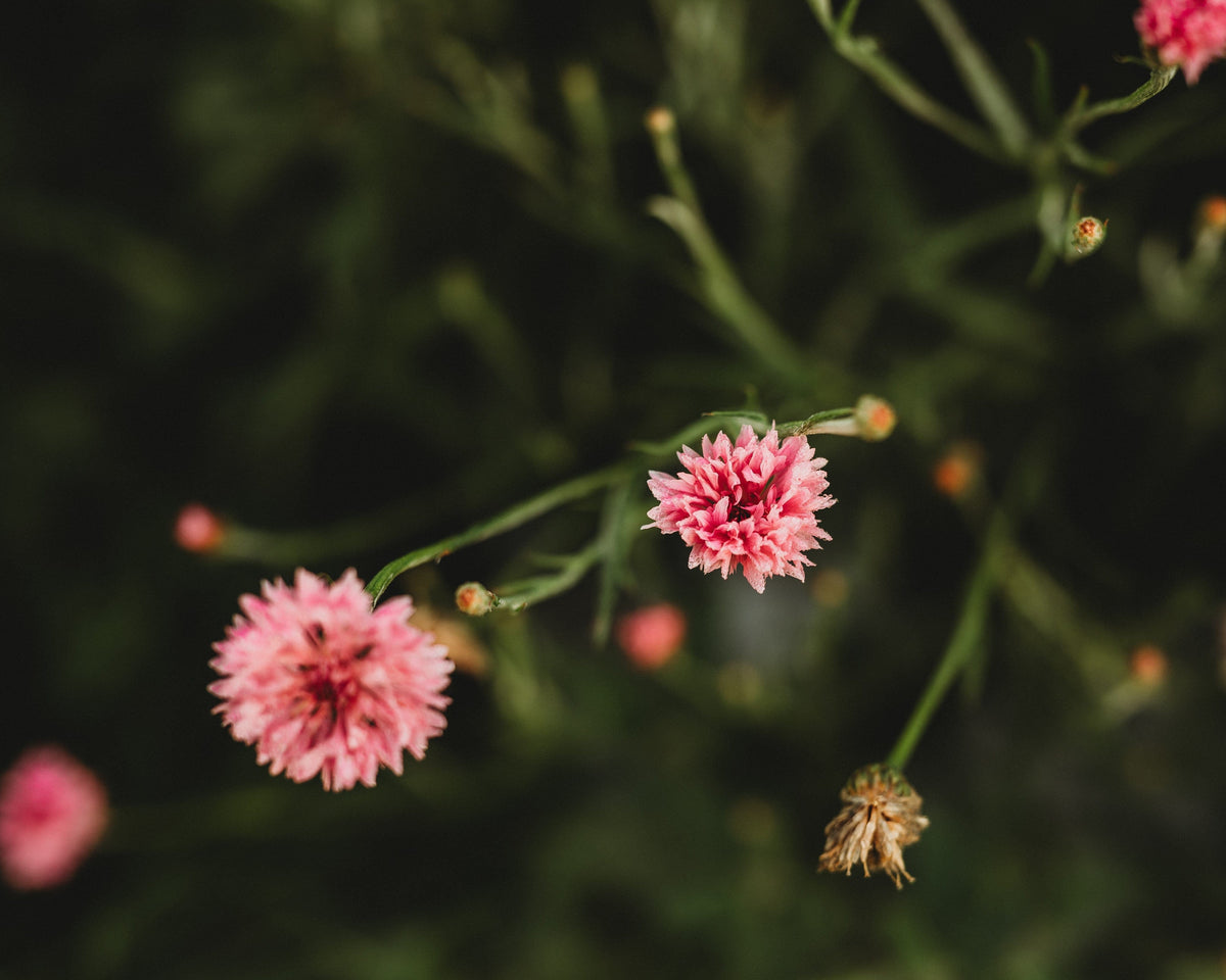 Pink Bachelor's Buttons