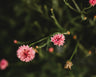 Pink Bachelor's Buttons
