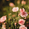 Pink Bachelor's Buttons