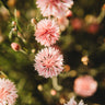 Pink Bachelor's Buttons