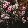 Pink Bachelor's Buttons