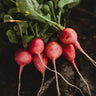 Pink Celebration Radish