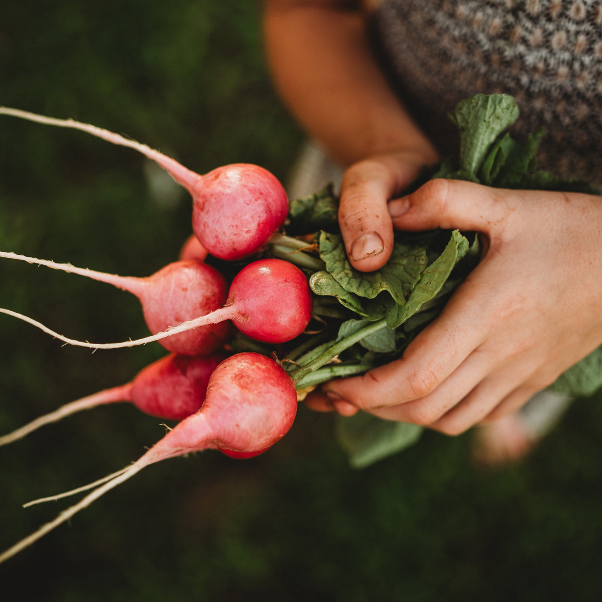 Pink Celebration Radish