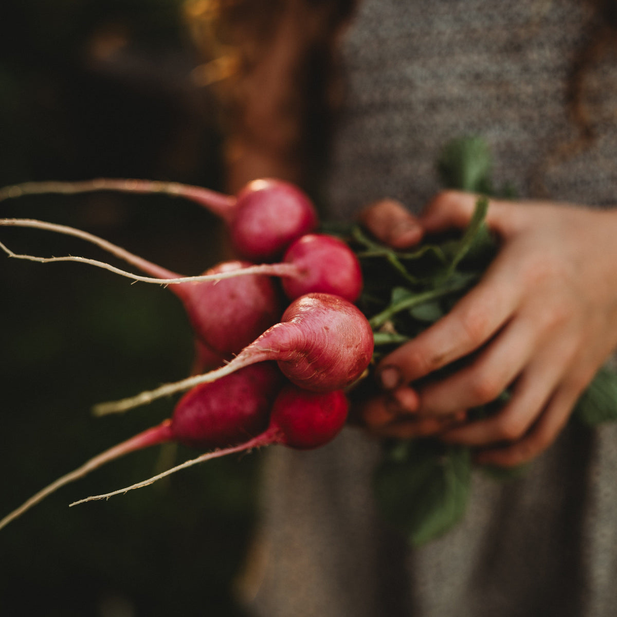 Pink Celebration Radish