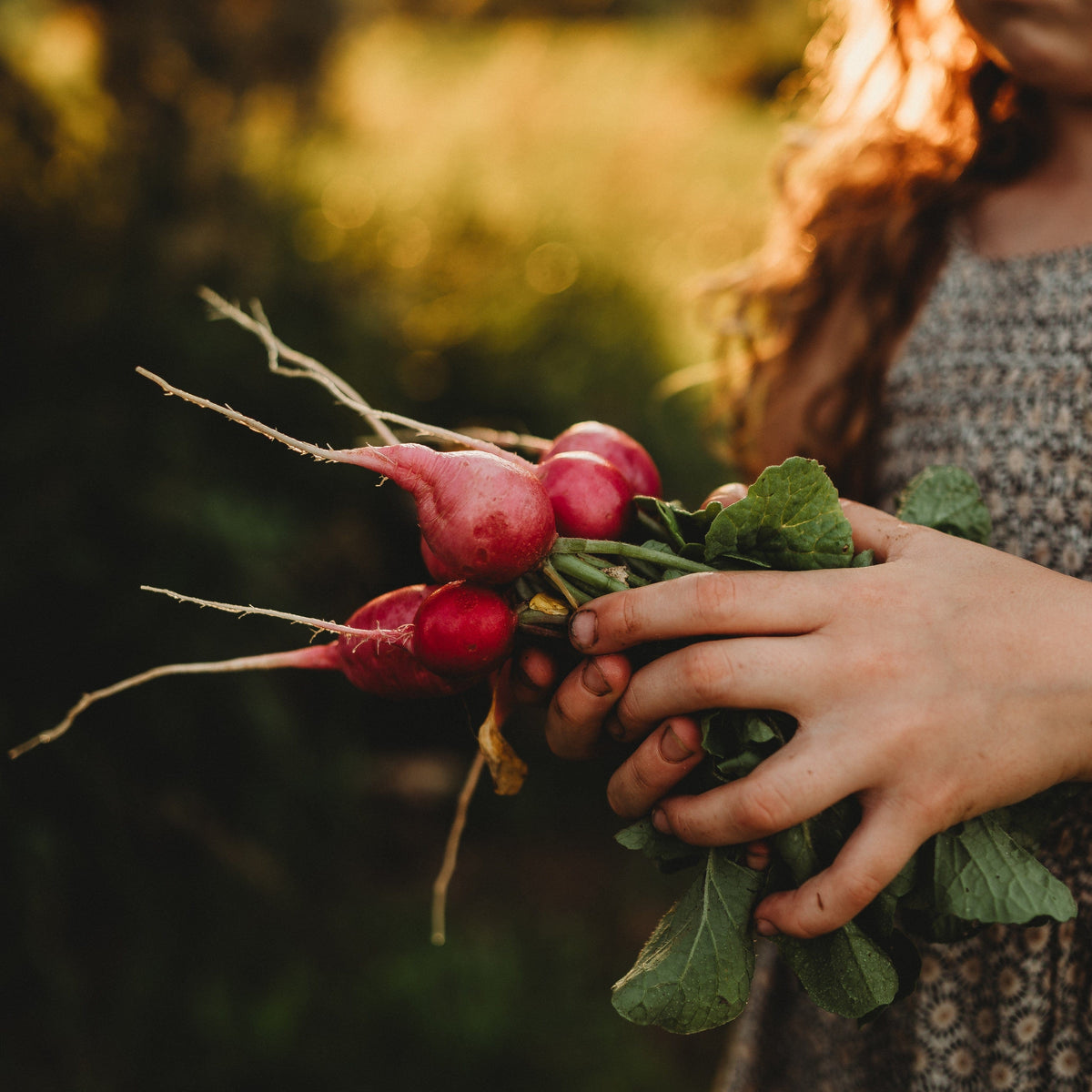 Pink Celebration Radish