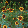 Plains Coreopsis Semi-Dwarf Yellow