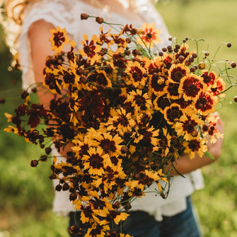 Plains Coreopsis Semi-Dwarf Yellow