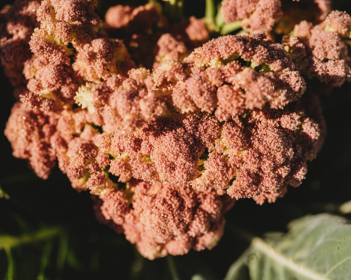 Purple of Sicily Cauliflower