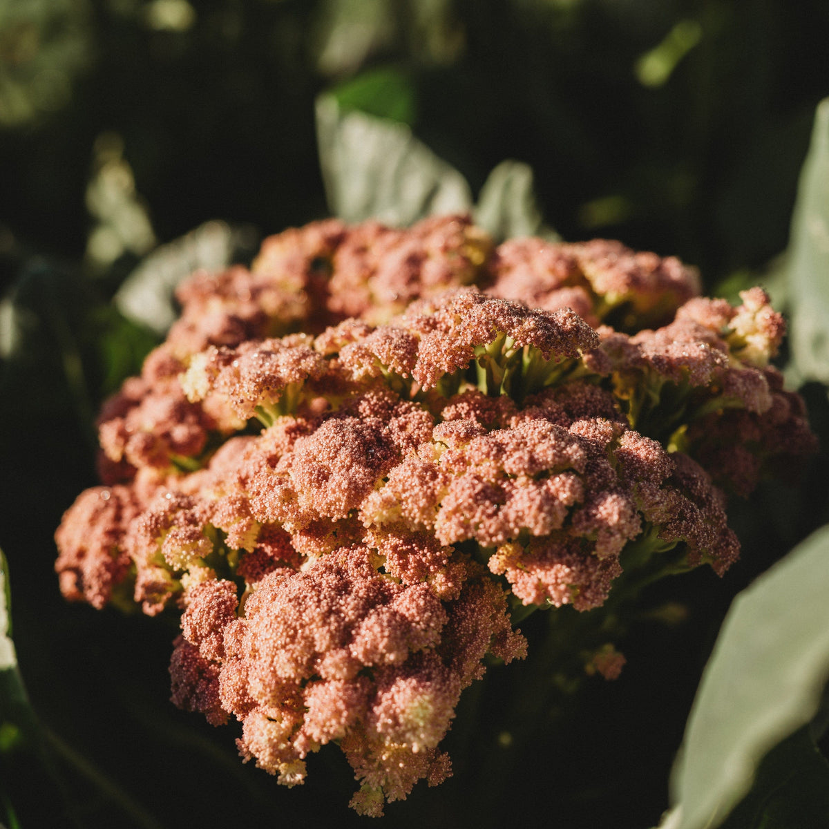 Purple of Sicily Cauliflower