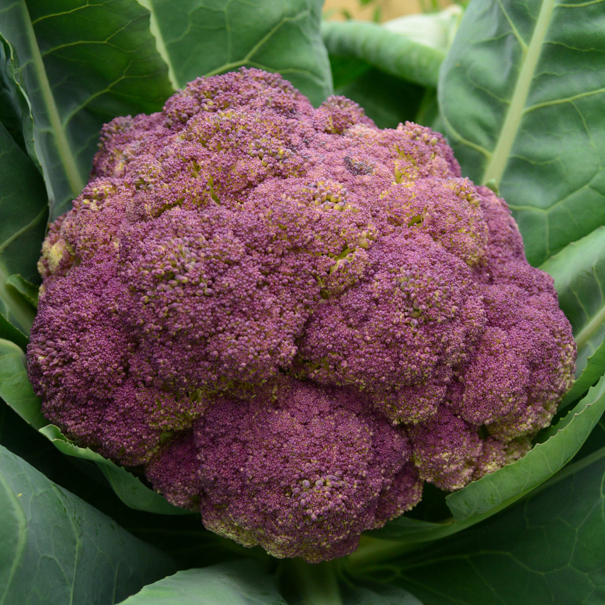 Purple of Sicily Cauliflower