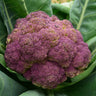 Purple of Sicily Cauliflower