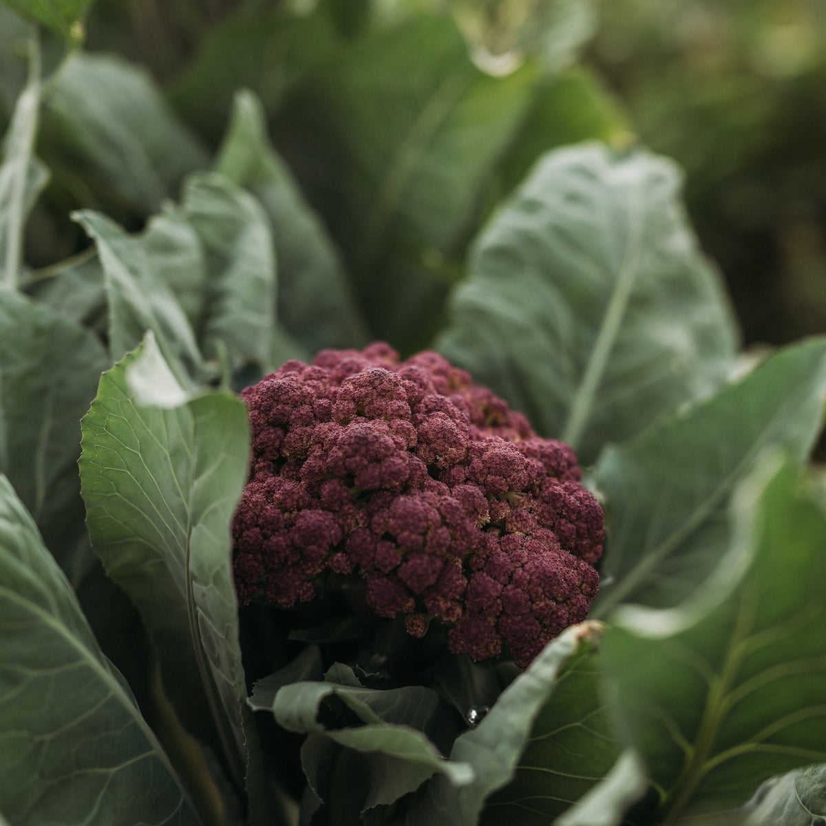 Purple of Sicily Cauliflower