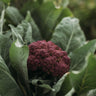 Purple of Sicily Cauliflower
