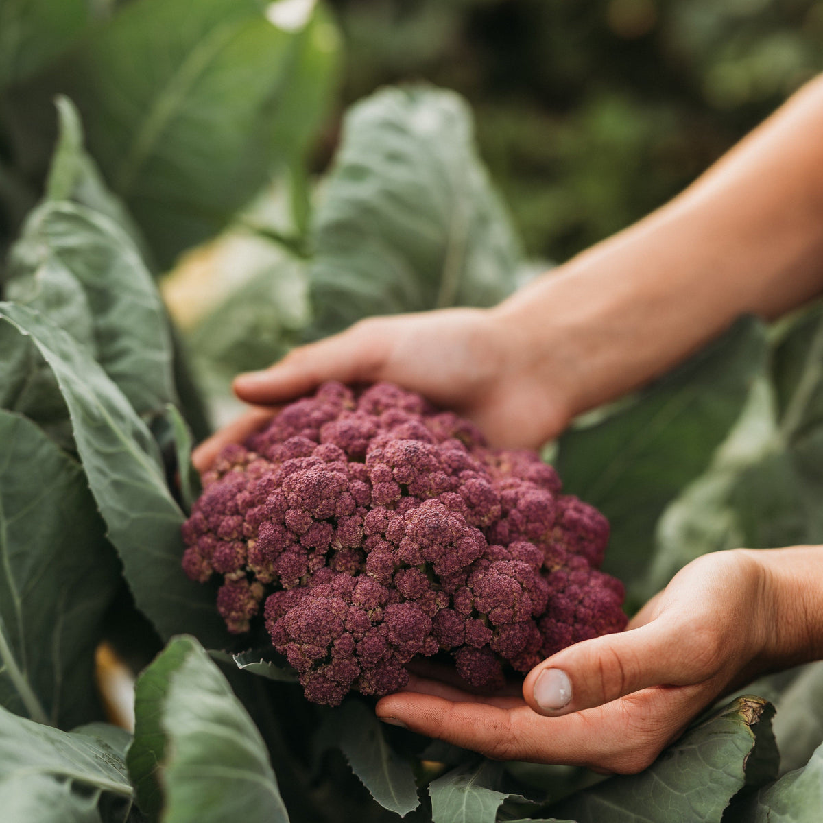 Purple of Sicily Cauliflower