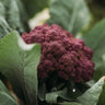 Purple of Sicily Cauliflower