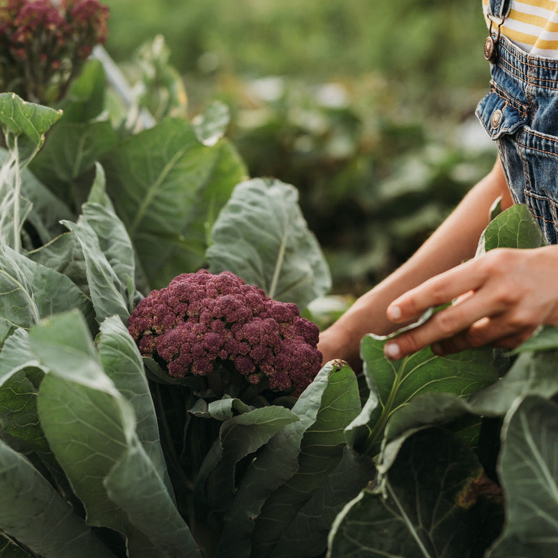 Purple of Sicily Cauliflower