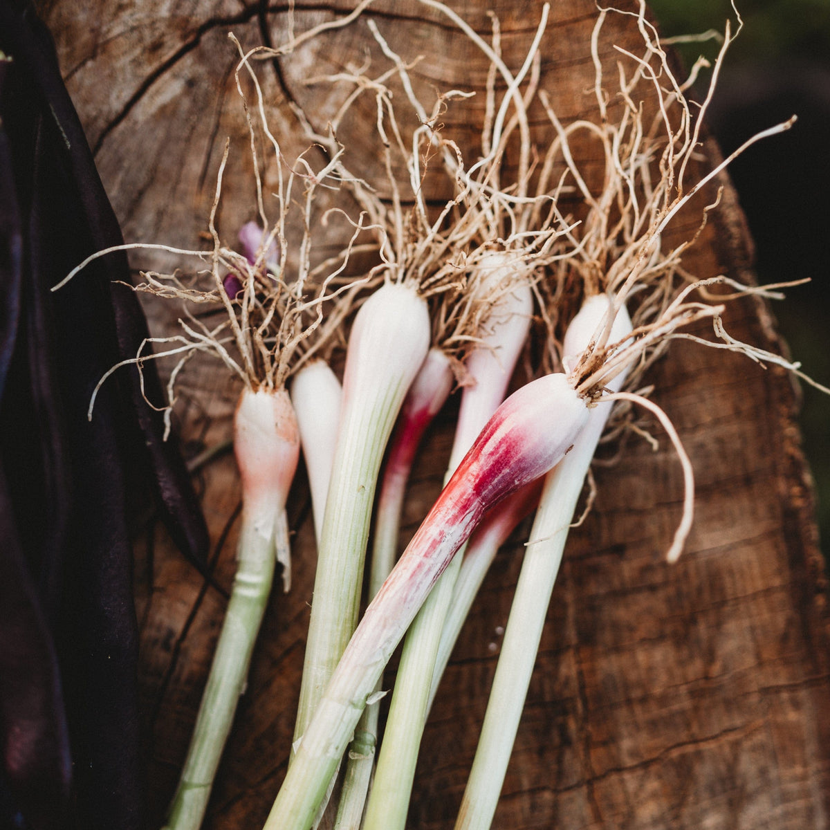 Red Beard Bunching Onion