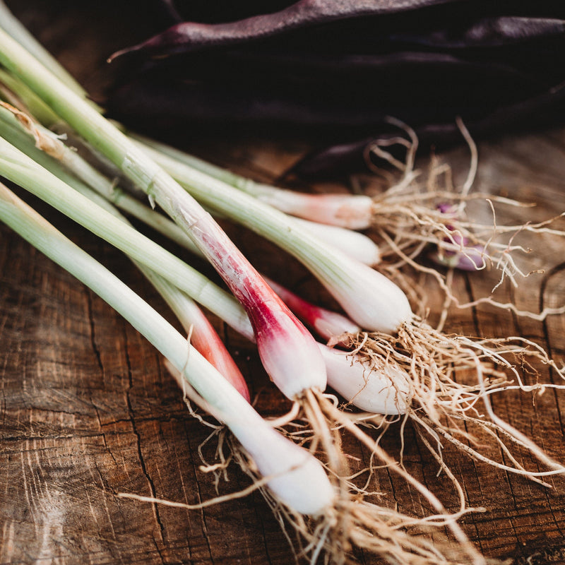 Red Beard Bunching Onion