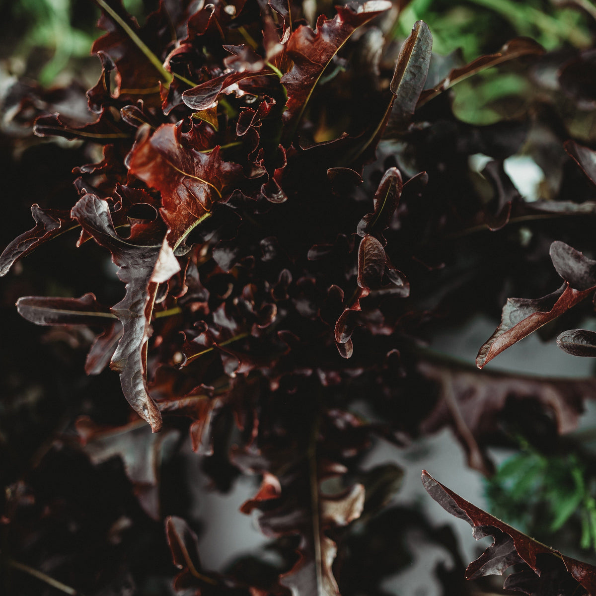 Red Oakleaf Lettuce
