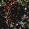 Red Oakleaf Lettuce