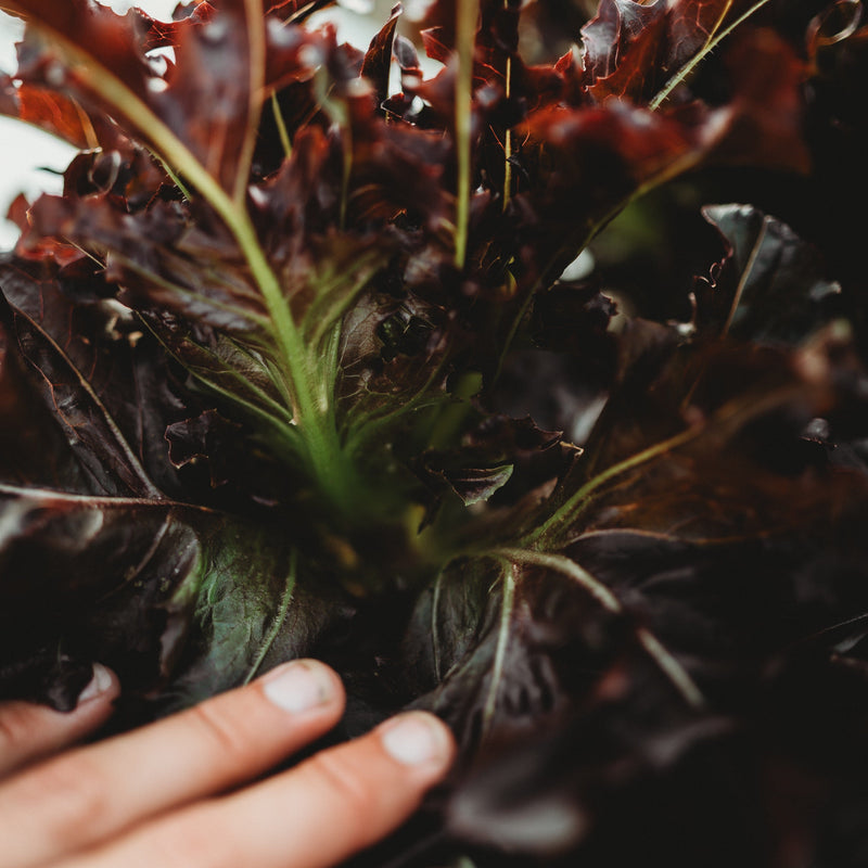 Red Oakleaf Lettuce