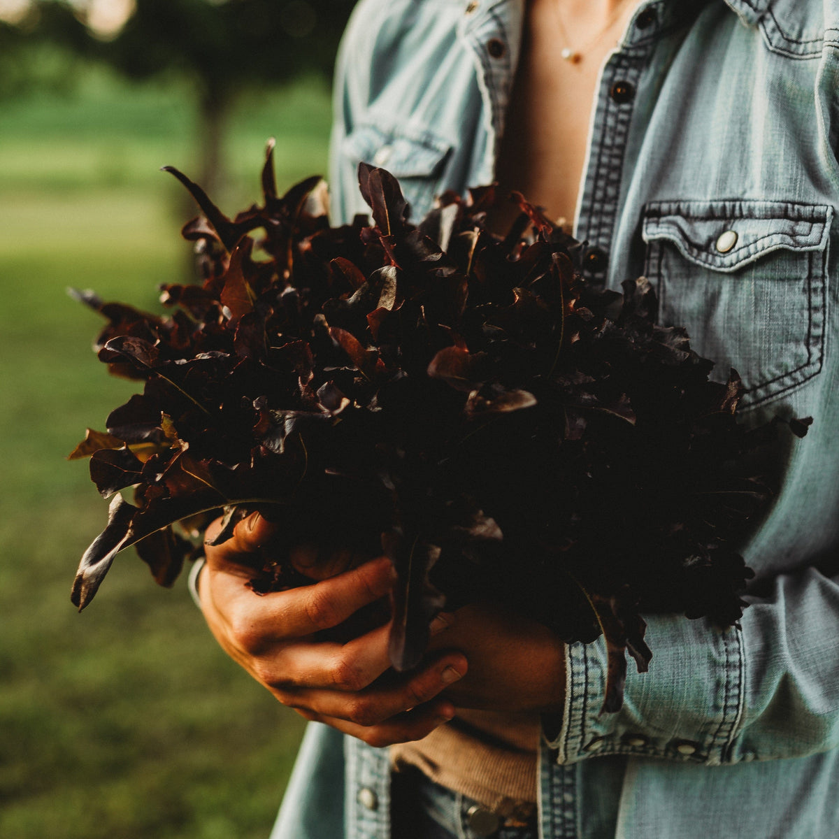 Red Oakleaf Lettuce