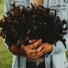 Red Oakleaf Lettuce