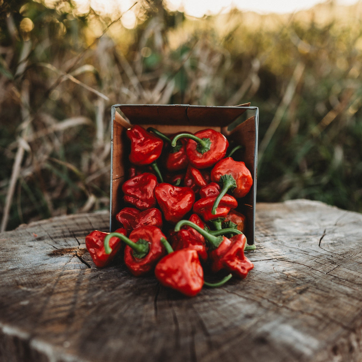 Red Scotch Bonnet Pepper