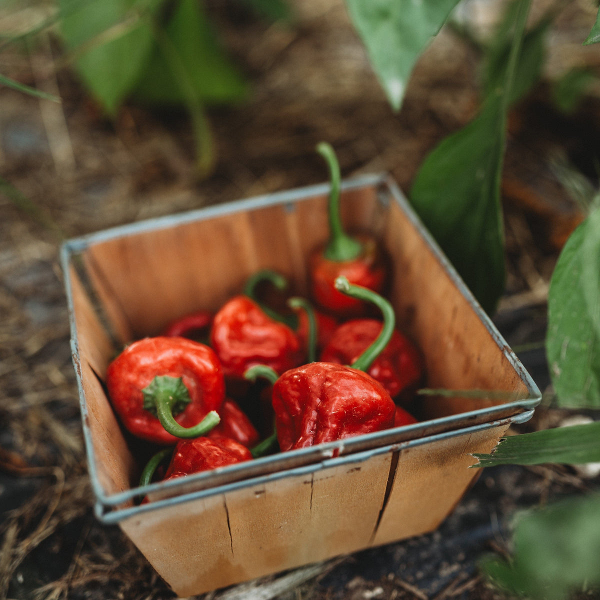 Red Scotch Bonnet Pepper
