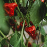 Red Scotch Bonnet Pepper