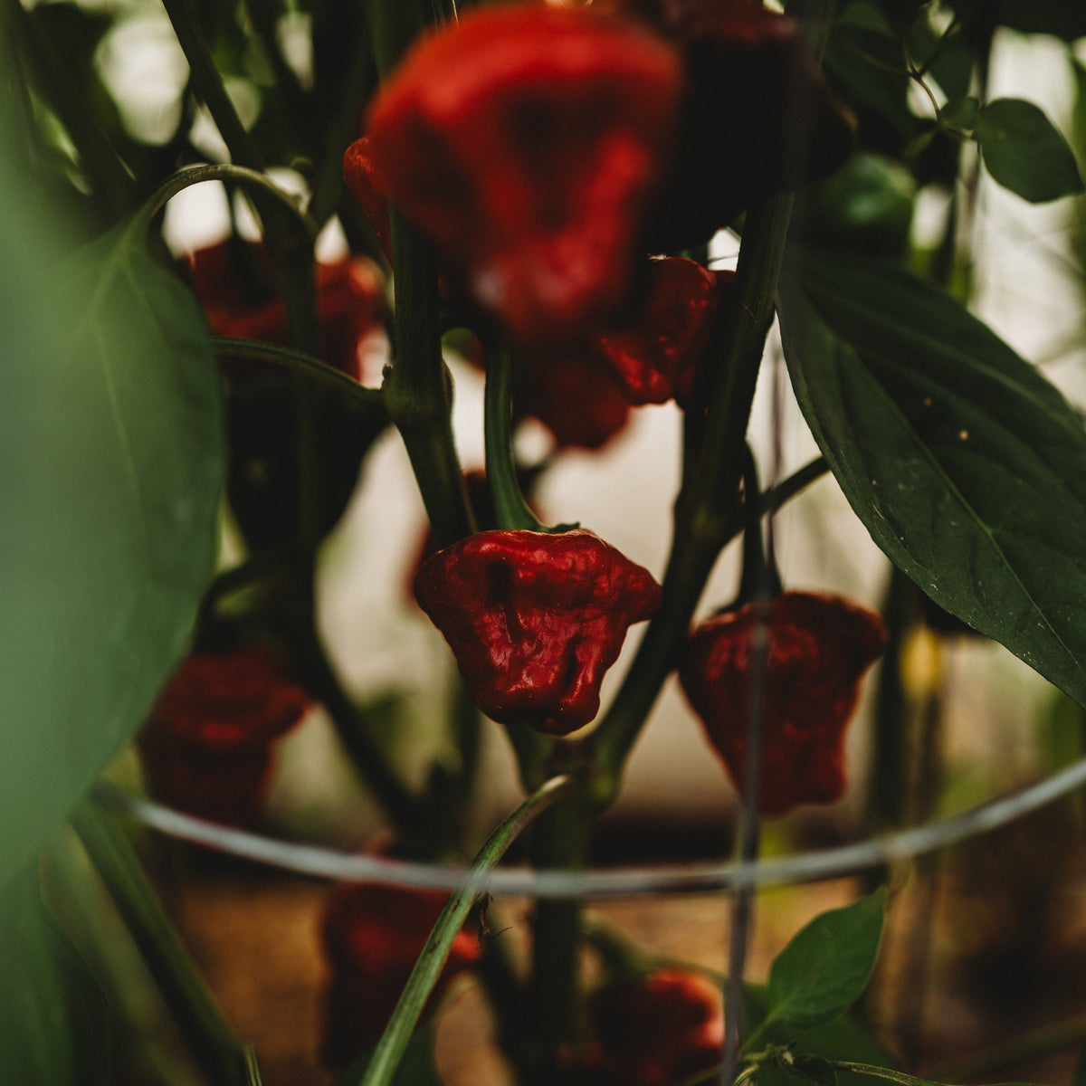 Red Scotch Bonnet Pepper