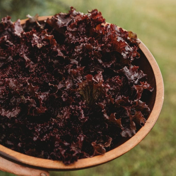 Red Velvet Leaf Lettuce Thresh Seed Co.