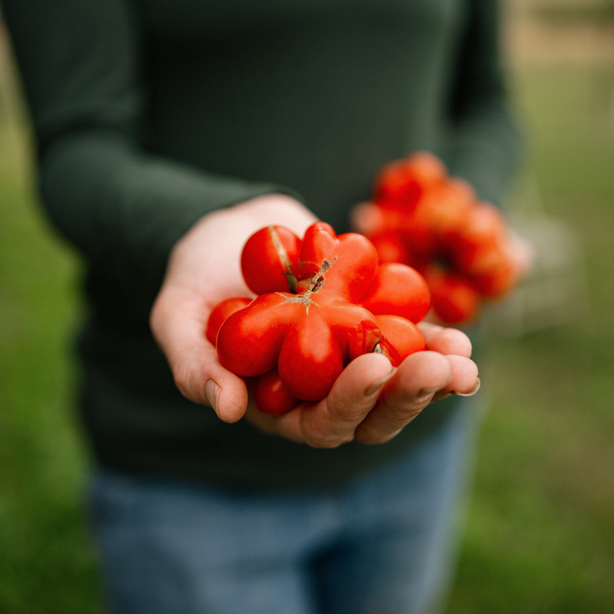 Reisetomate Traveler Tomato