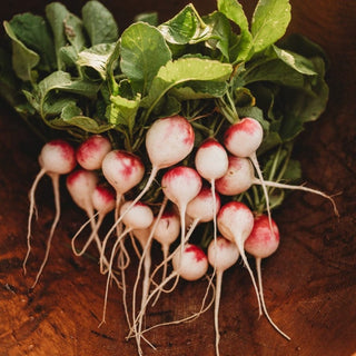 Roodkopje aka "Read Head" Radish