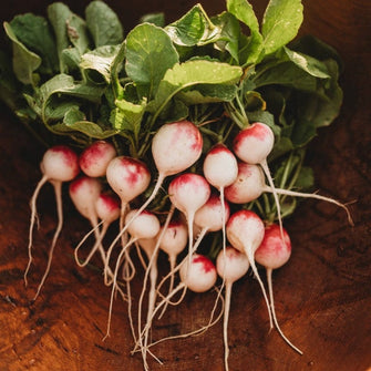 Roodkopje aka "Read Head" Radish