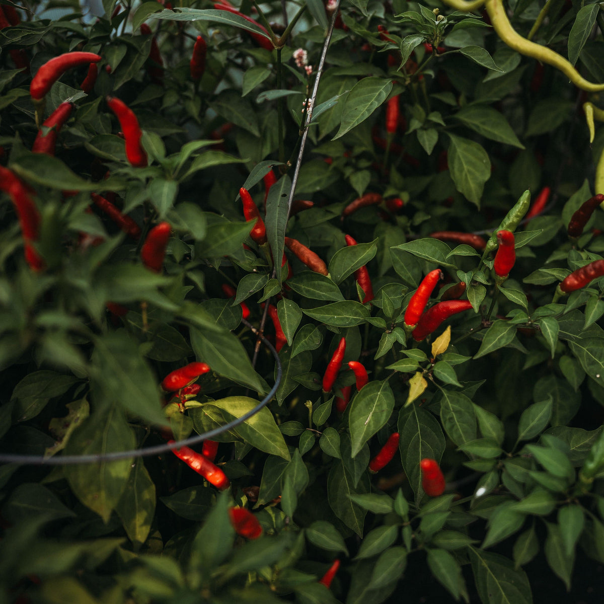 Rooster Spur Chile Pepper