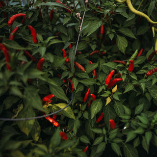 Rooster Spur Chile Pepper