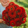 Scarlet Flame Zinnia