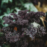 Scarlet Kale