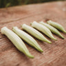 Silver Queen Okra