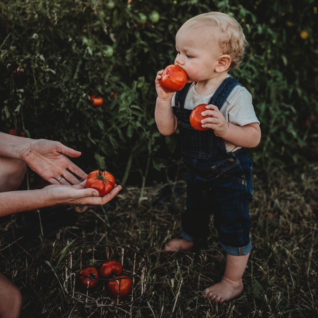 Silvery Fir Tree Tomato