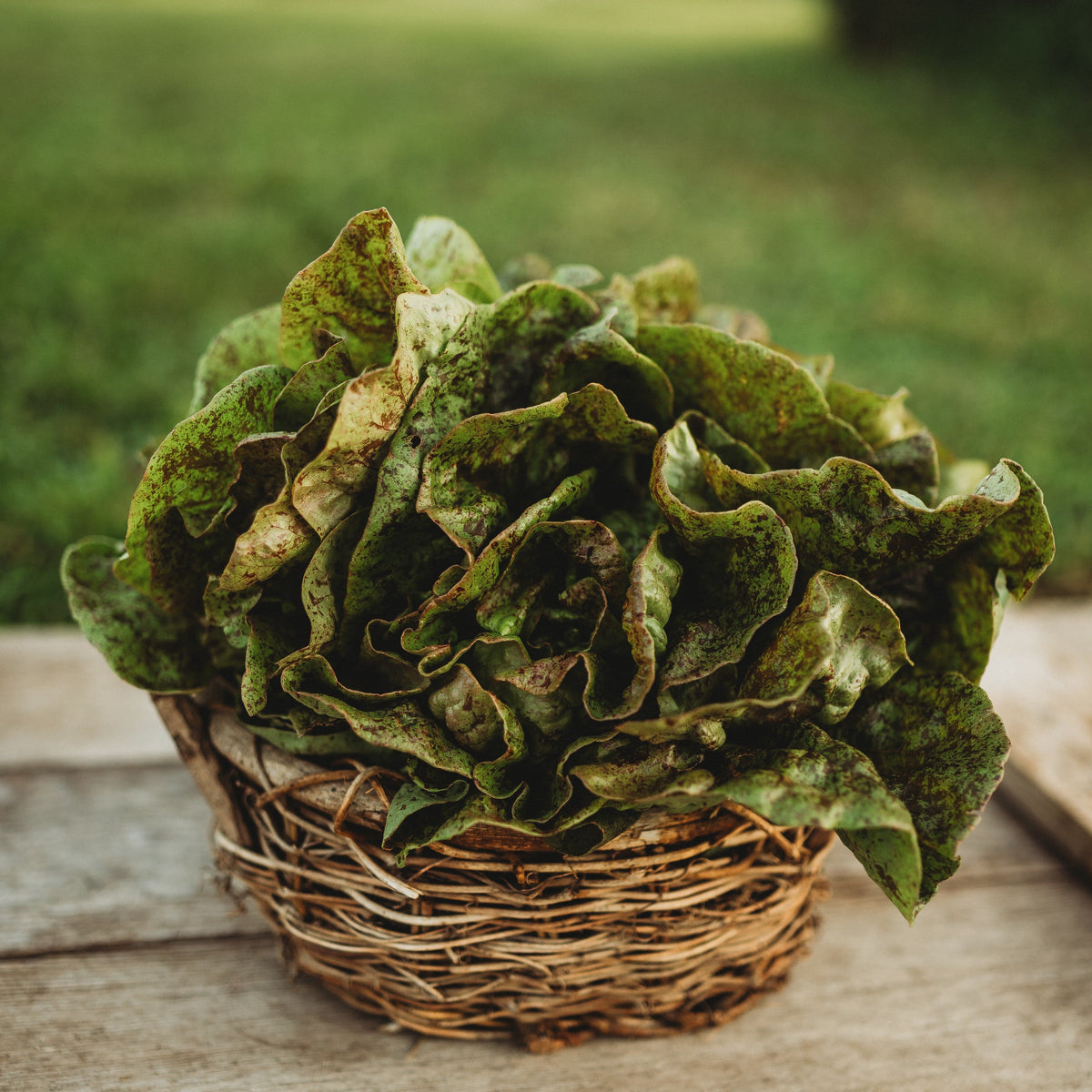 Speckled Butterhead Lettuce