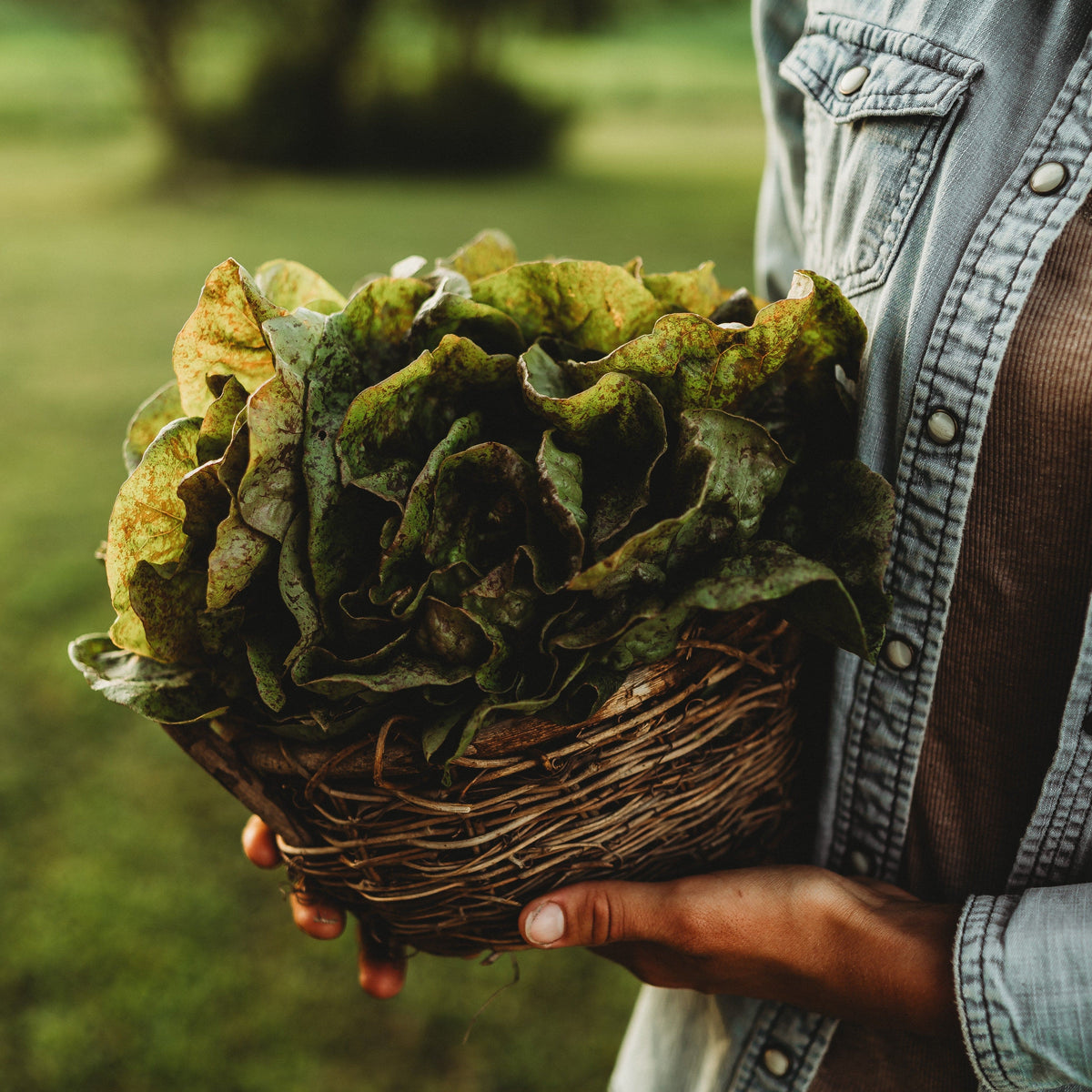 Speckled Butterhead Lettuce