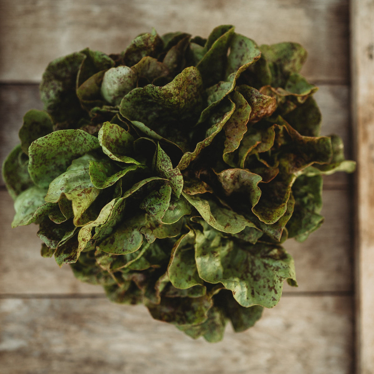 Speckled Butterhead Lettuce