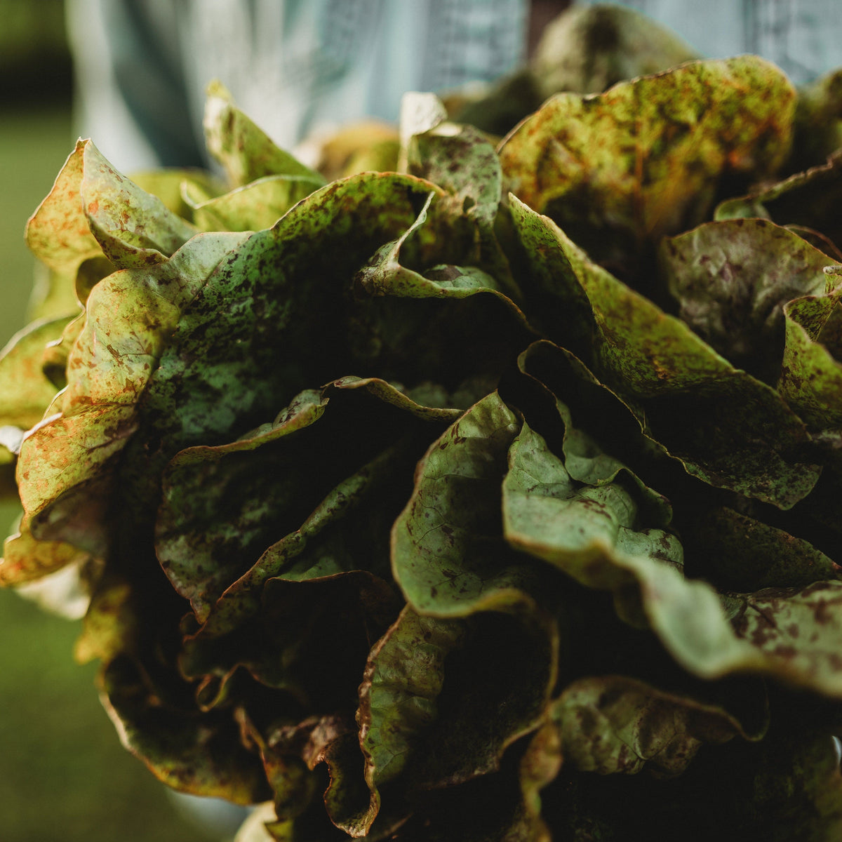 Speckled Butterhead Lettuce