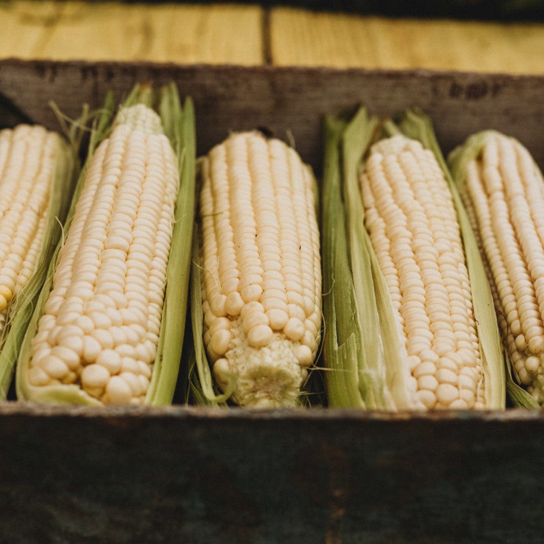 Stowell's Evergreen Sweet Corn