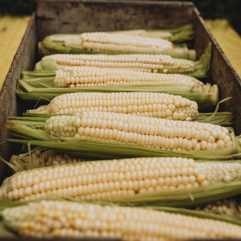 Stowell's Evergreen Sweet Corn