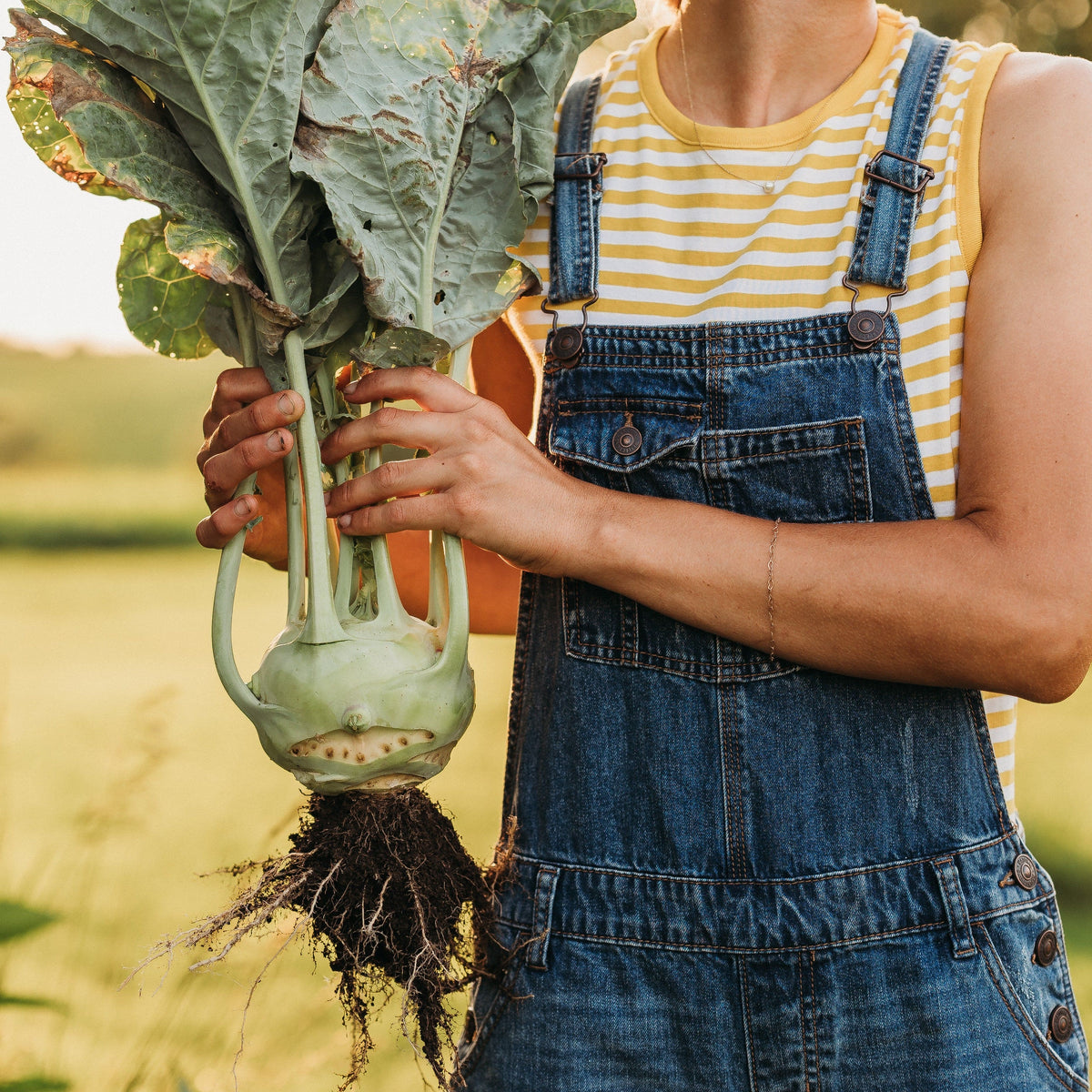 Superschmelz Giant White Kohlrabi