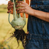 Superschmelz Giant White Kohlrabi