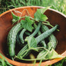 Suyo Long Cucumber